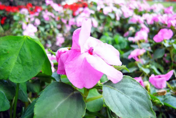 花蓮行之知卡宣森林公園