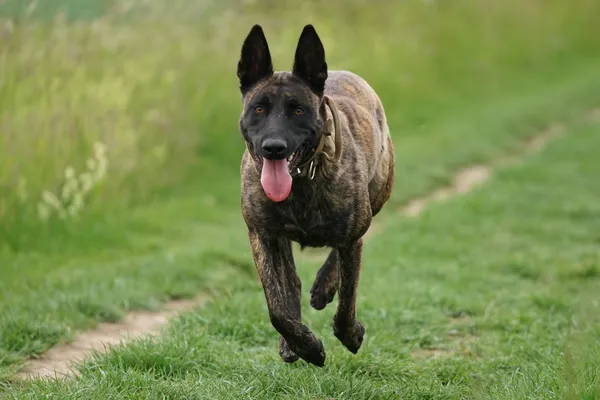 副旅長養的那條狗